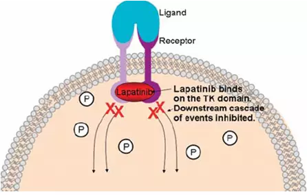 Lapatinib Breast Cancer