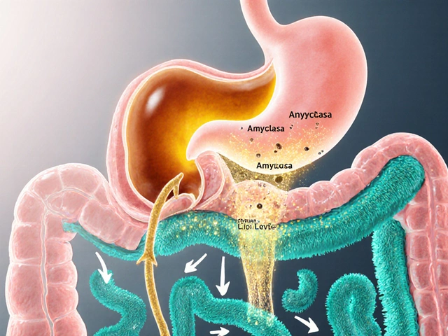 Why Digestive Enzymes Matter for Proper Food Absorption